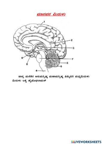 Brain worksheet