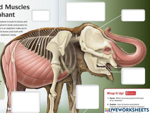 Bones and Muscles of an Elephant