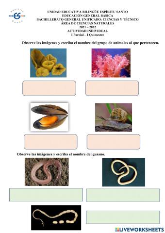 Animales invertebrados.