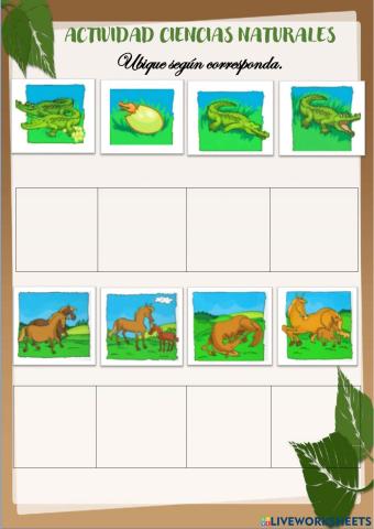 Ciclo de vida de los animales