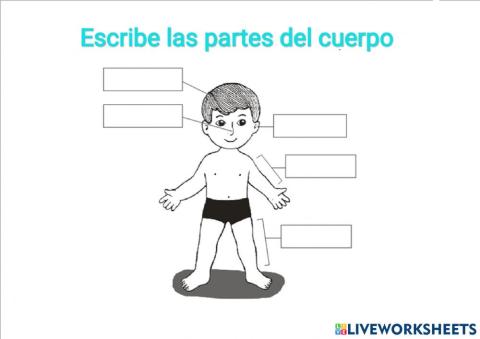 Partes del cuerpo