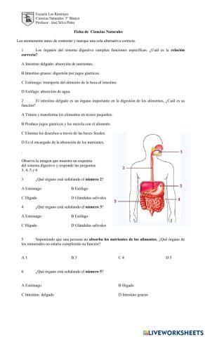 Ficha Sistema Digestivo