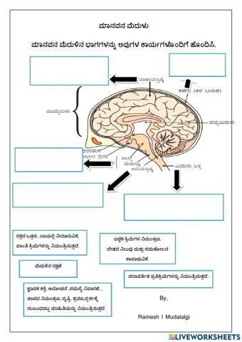 Brain parts & function