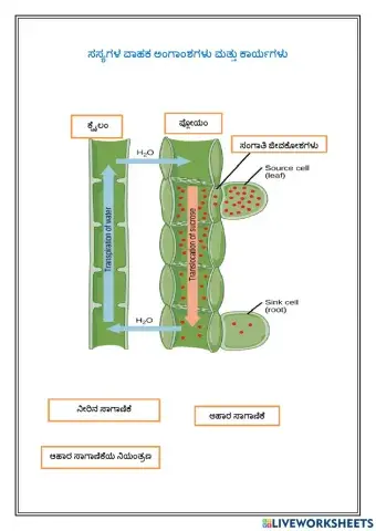 Functions of tissues