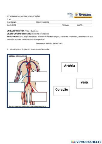 Sistema circulatório