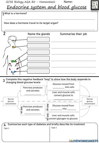 Endocrine system and glucose regulation