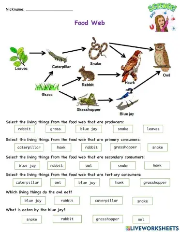 Food Web