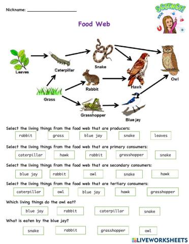 Food Web