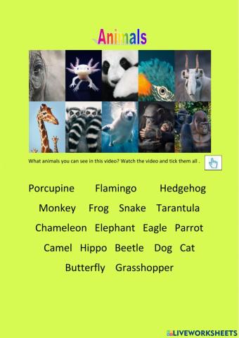 Animals with video