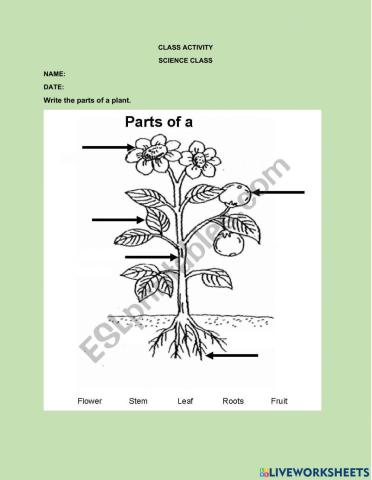 Parts of a plant
