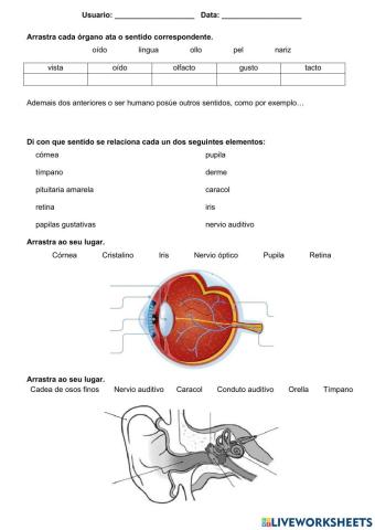 A función de relación 1. Os sentidos