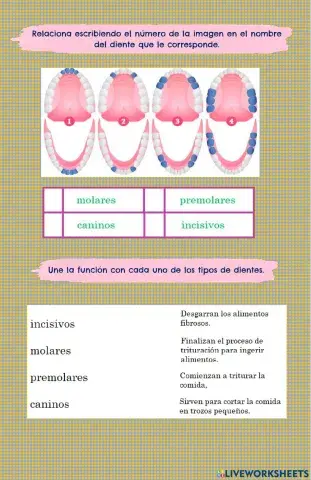 Los dientes