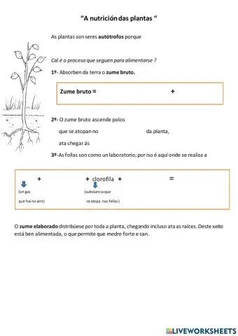 A nutrición das plantas