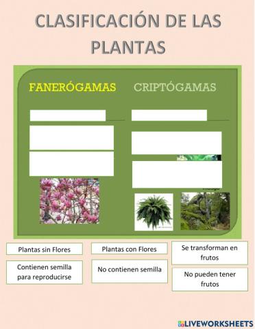 Clasificacion de las plantas
