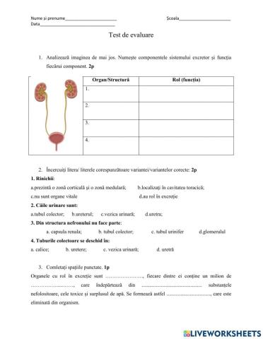 Evaluare sistemul excretor