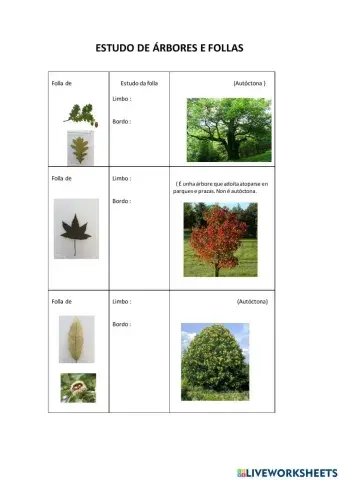 Estudo de árbores e follas