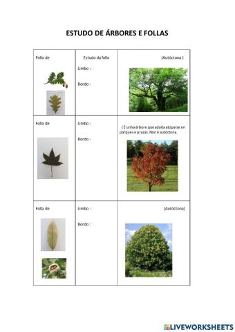 Estudo de árbores e follas