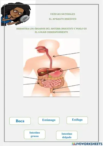 El aparato digestivo