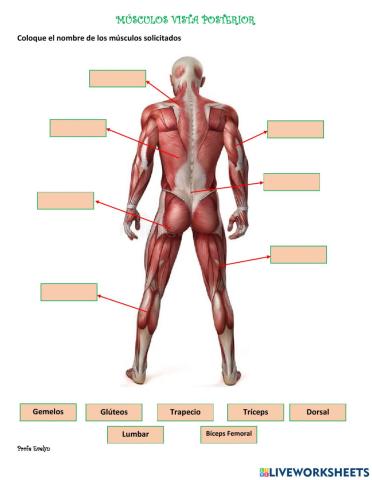 Músculos Vista Posterior