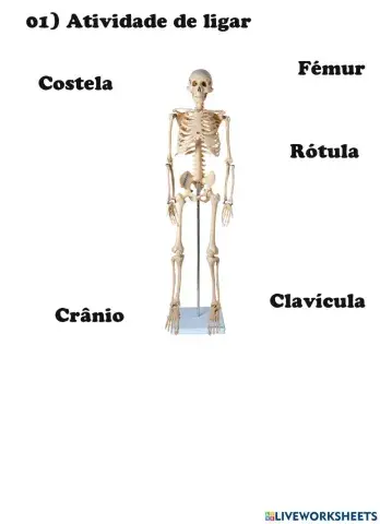 Corpo Humano