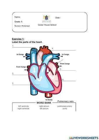Circulatory system