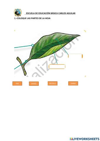 Partes de la hoja