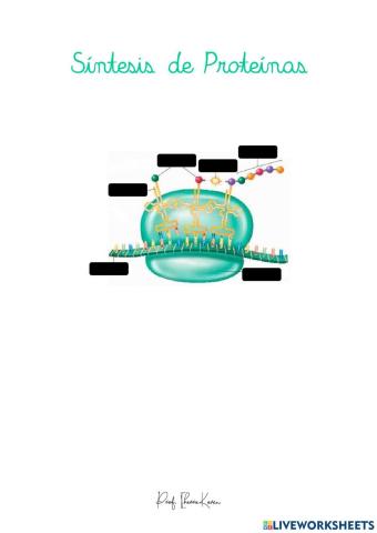 Síntesis de Proteínas