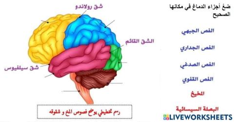 أجزاء الدّماغ