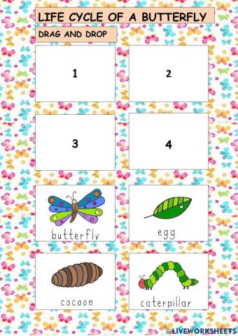 Life cycle of a butterfly- The very hungry caterpillar