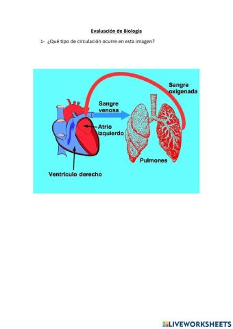 Sistema circulatorio