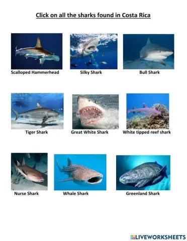 Sharks in costa rica
