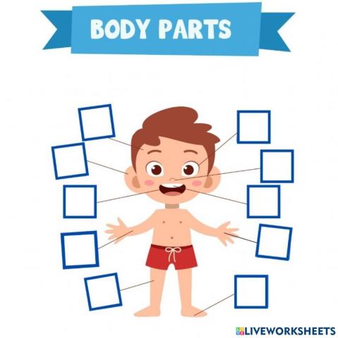 Las partes del cuerpo en ingles