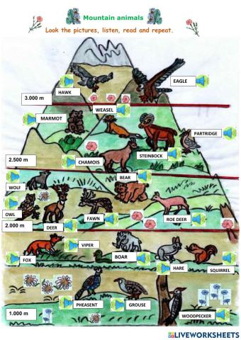 Animals (mountain)