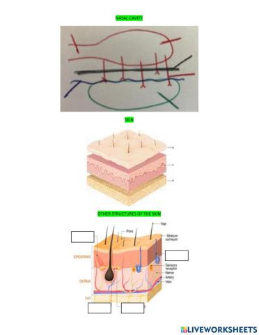 Anatomy senses and reproductive systems (ERIKA RUIZ)