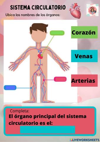 Sistema Circulatorio