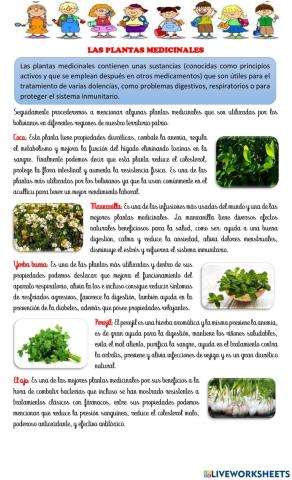 Las plantas medicinales