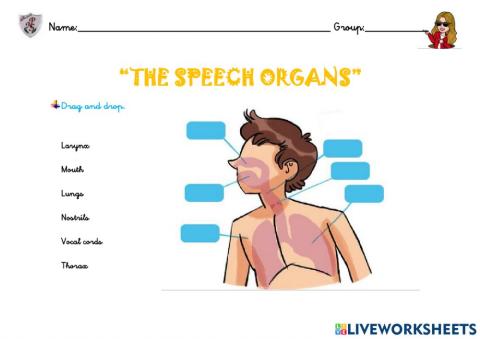 The speech organs