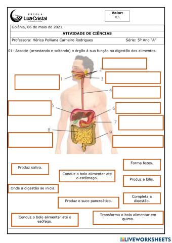 Ciências - Sistema digestório