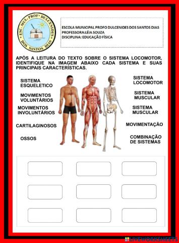 Sistema locomotor