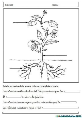 Partes de una planta