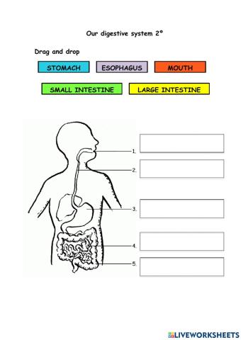 Our digestive system