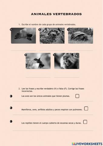 Animales vertebrados e invertebrados