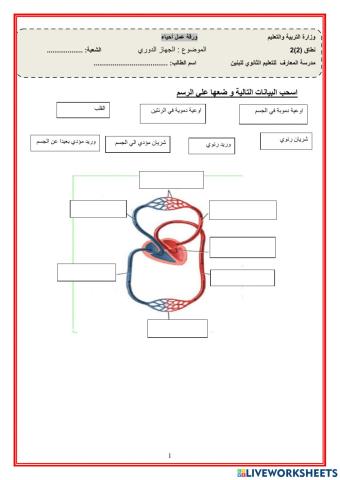 الجهاز الدوري