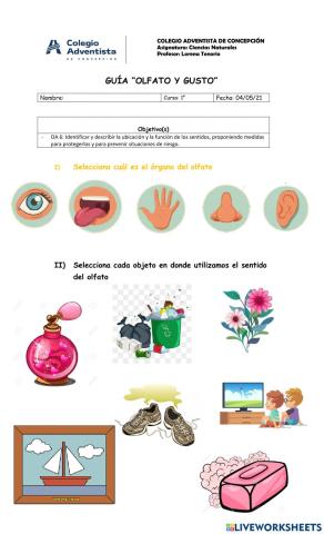 Guía olfato y gusto