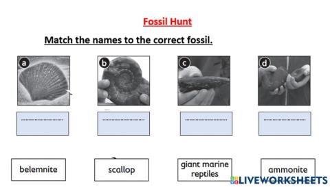 Fossils Hunt Vocabulary