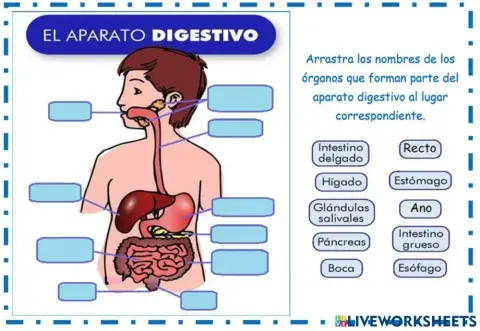 PARTES DEL SISTEMA DIGESTIVO