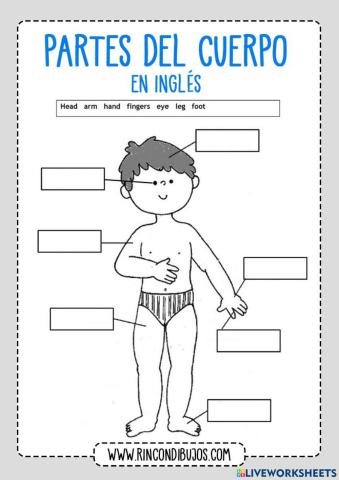 Las partes del cuerpo en ingles xD