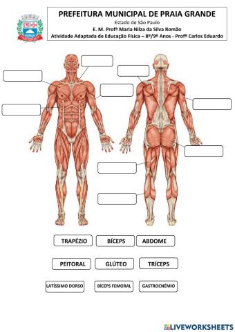 Sistema Muscular - Grupos