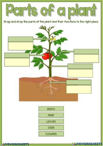 Parts of plants