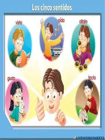Los sentidos